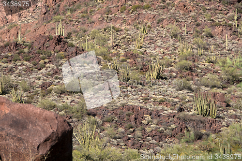 Image of Organ Pipe Cactus N.M., Arizona, USA