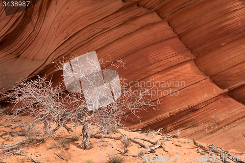 Image of Coyote Buttes South, Utah, USA
