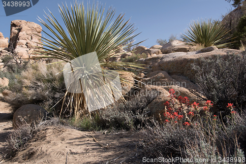 Image of Joshua Tree National Park, California, USA