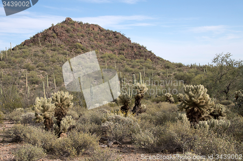 Image of Organ Pipe Cactus N.M., Arizona, USA