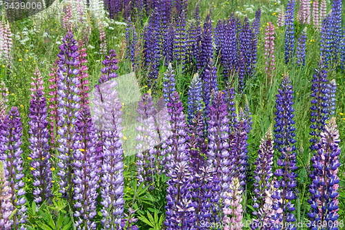 Image of Lupinus
