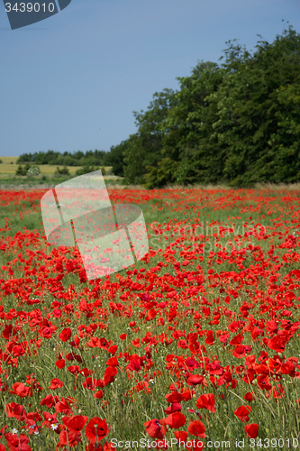 Image of Poppy Flowers