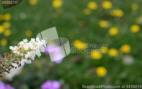 Image of Common nettle bug on a white buddleia