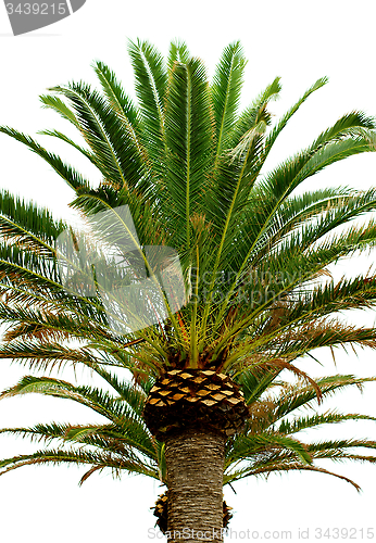 Image of Palm Tree