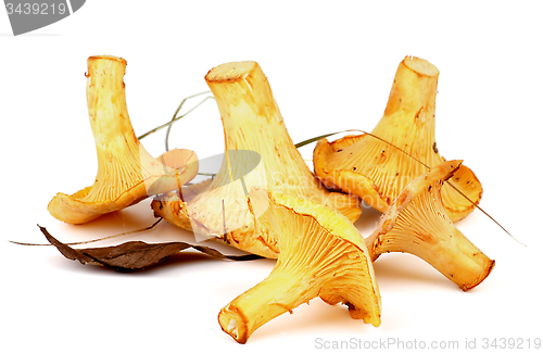 Image of Raw Chanterelles