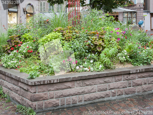 Image of plants in Colmar