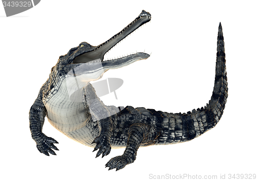 Image of Gharial