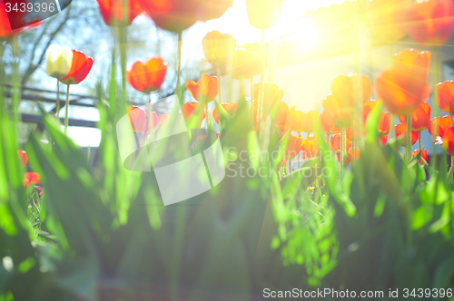 Image of tulips 