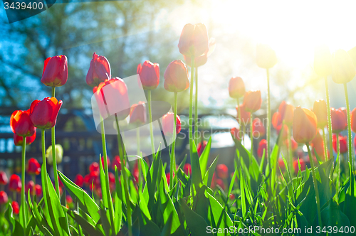 Image of tulips 