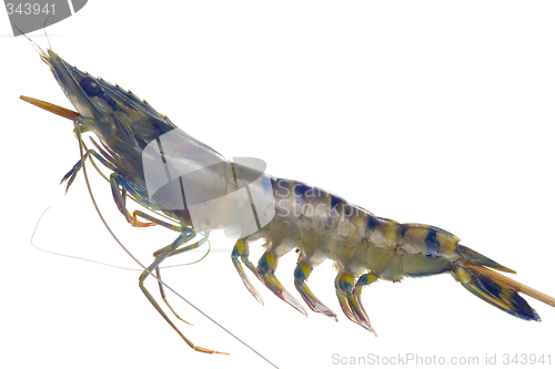 Image of Raw black tiger prawn on a skewer

