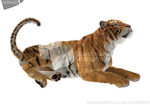 Image of Tiger