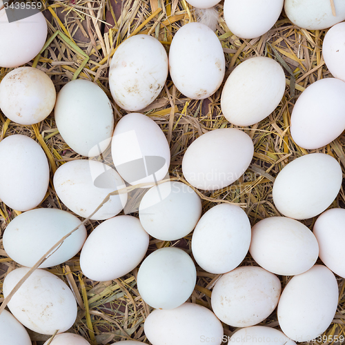 Image of White eggs on a hay.