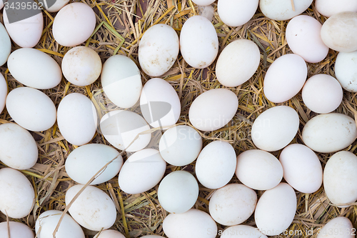 Image of White eggs on a hay.