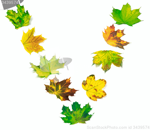 Image of Letter V composed of multicolor maple leafs