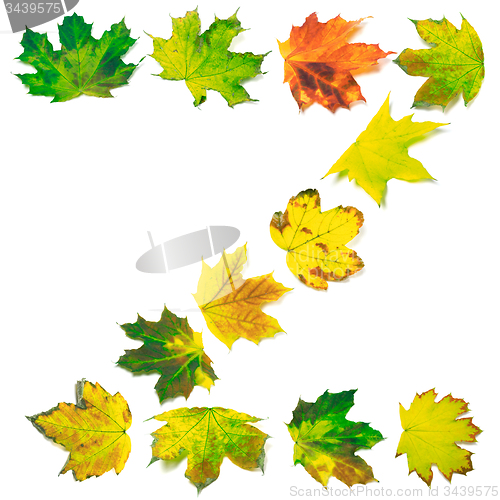 Image of Letter Z composed of multicolor maple leafs