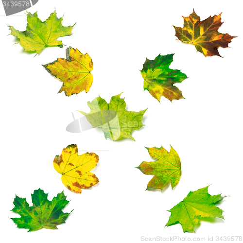 Image of Letter X composed of multicolor maple leafs