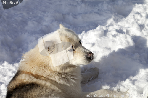 Image of Dog resting on snow