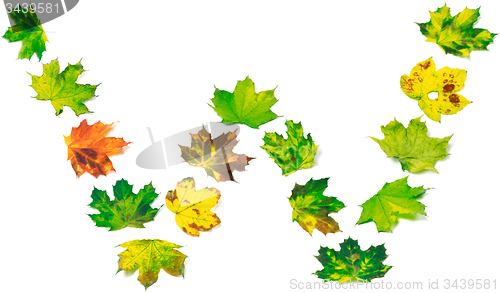 Image of Letter W composed of multicolor maple leafs