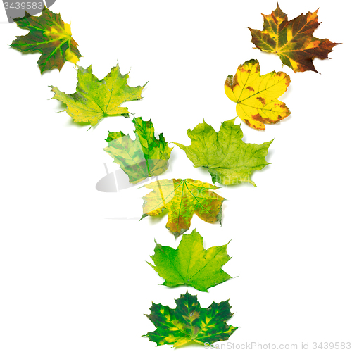 Image of Letter Y composed of multicolor maple leafs