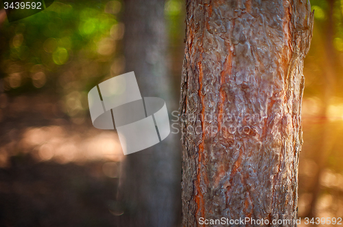 Image of Forest