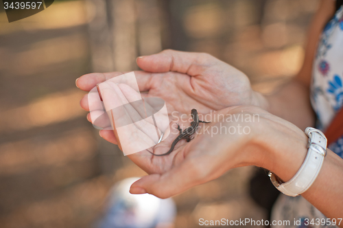 Image of In the forest