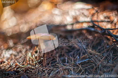 Image of Forest mushroom.