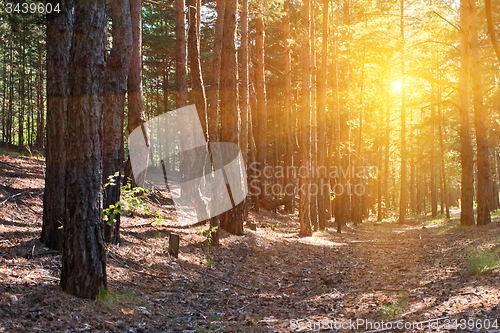 Image of Forest