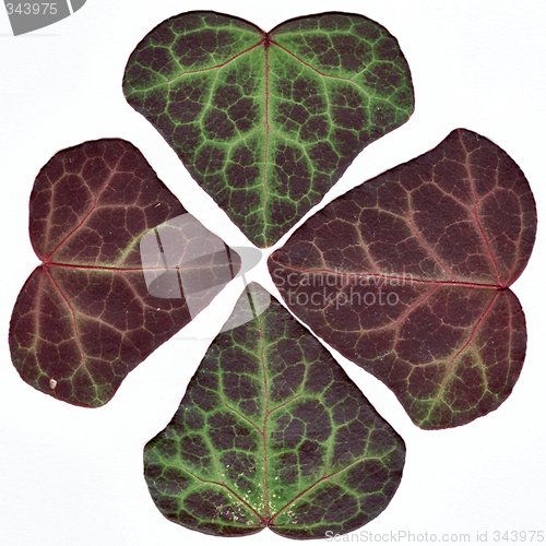 Image of Four ivy leafs