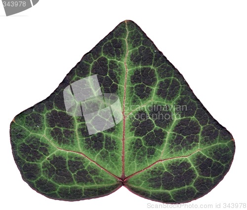 Image of Ivy leaf