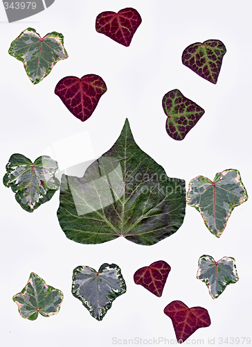 Image of Ivy leafs