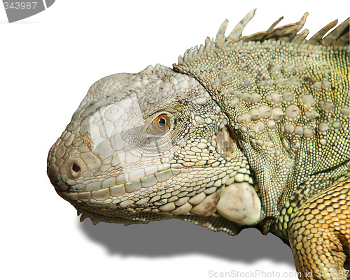 Image of Head of iguana isolated