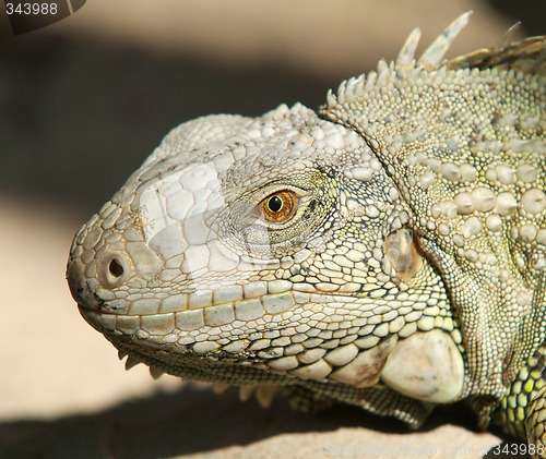 Image of Head of iguana