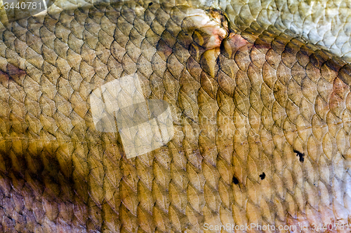 Image of dried fish,  
