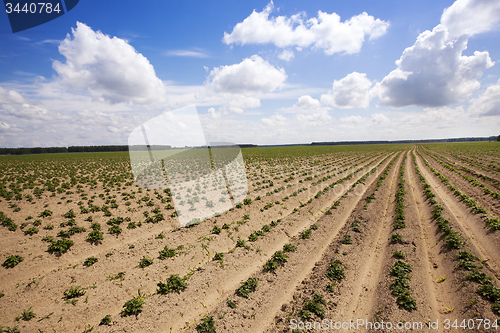 Image of potato field  