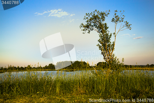 Image of tree in summer