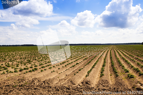 Image of potato field 