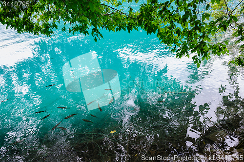 Image of Clear water of Plitvice Lakes, Croatia