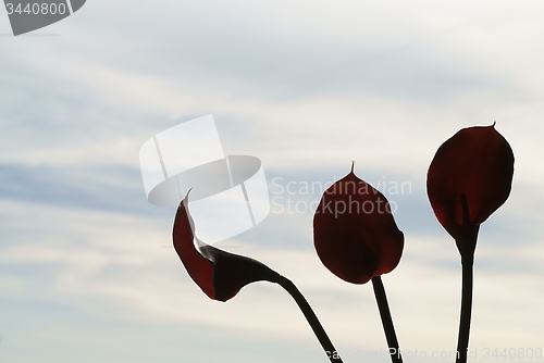 Image of three Calla palustris