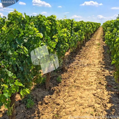 Image of Vineyards of Bordeaux, France