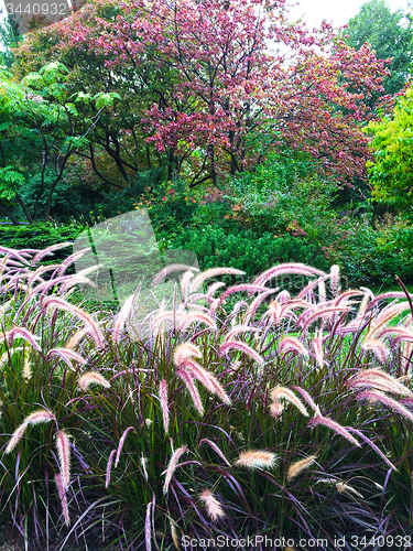 Image of Colorful garden with ornamental grass