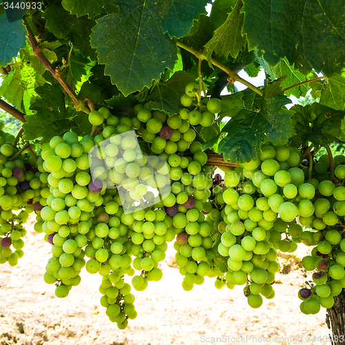 Image of Grapes of Bordeaux, France