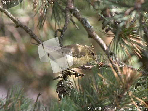 Image of Chiffchaff in pine tree