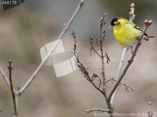 Image of Eurasian Siskin