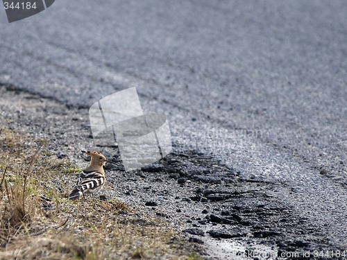 Image of Hoopoe beside road