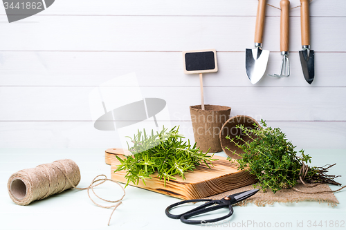 Image of Rosemary and thyme