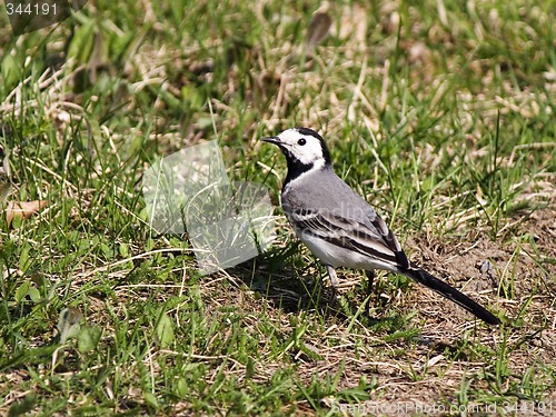 Image of White wagtail