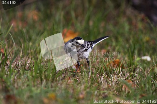 Image of White Wagtail looking for food