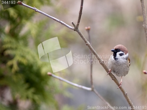 Image of Tree Sparrow