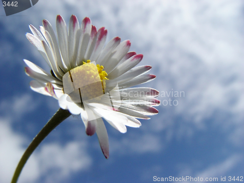 Image of daisy