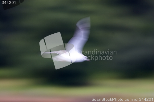 Image of Abstract gull